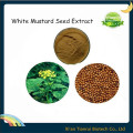 White Mustard Seed Extract, Mustard Seed Extract